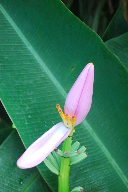 Pousada Do Sidao Ilhabela Ngoại thất bức ảnh